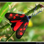 Brouček červenáček