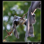 Česká pošta se před ničím nezastaví