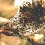 Víte, co mi můžete ... ?