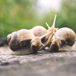 Pózující hlemýždi