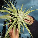 Modlitba za dobrou sklizeň