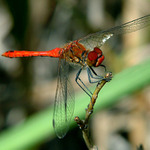 Vážka rudá