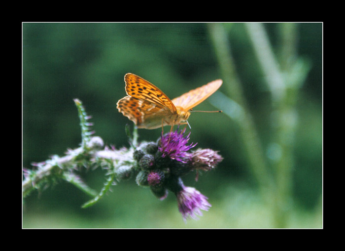 Perleťovec stříbropásek (Argynnis paphia)