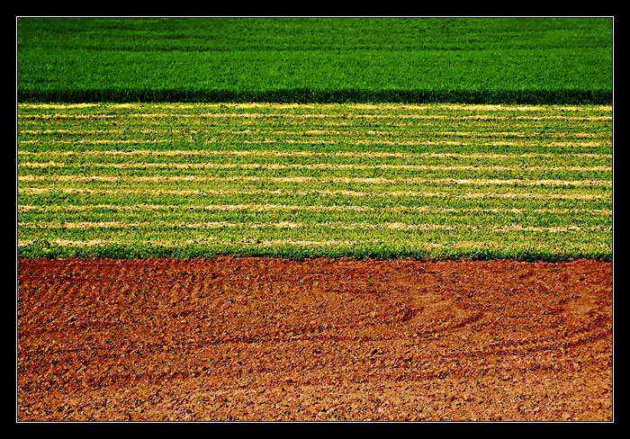Geometrie polí III.