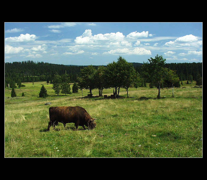 Steak country......