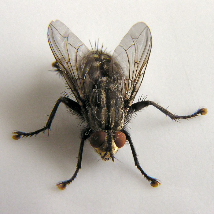 ..:: Bzz ::..