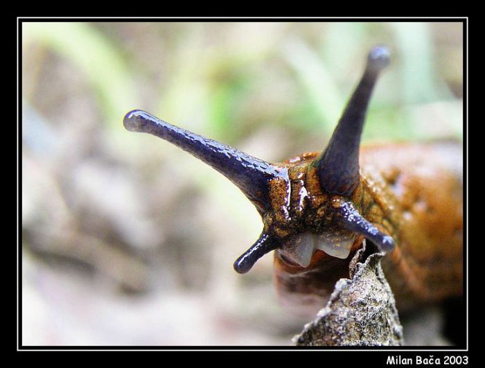 šnečku, šnečku vystrč růžky