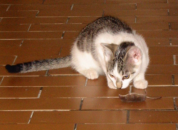 Tom a Jerry
