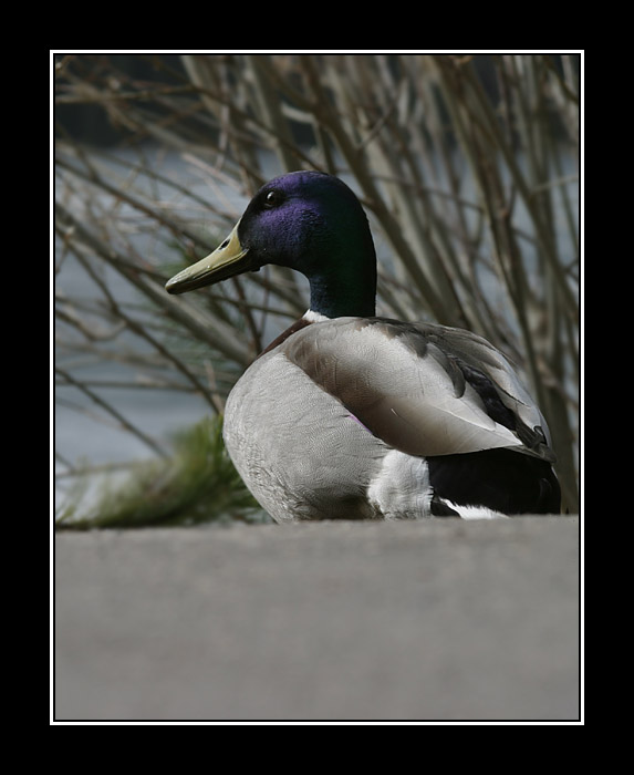 Odcházím, už mne to focení nebaví!