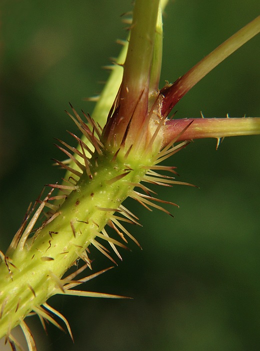 Není bylina, aby na něco nebyla... Eleuterococcus