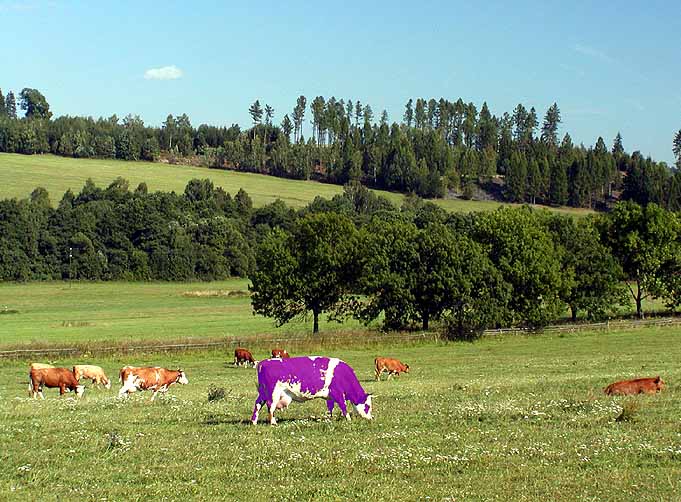 Milka i u nás