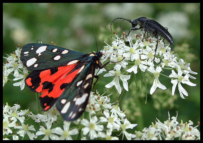 Variace na motýlo-broukovské téma