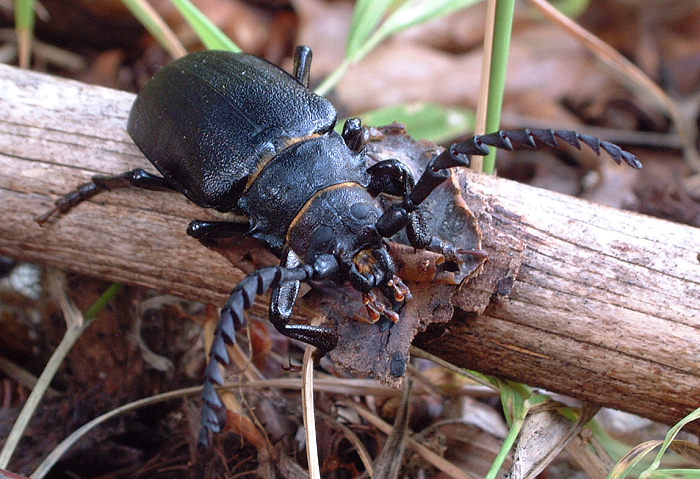 Piluna