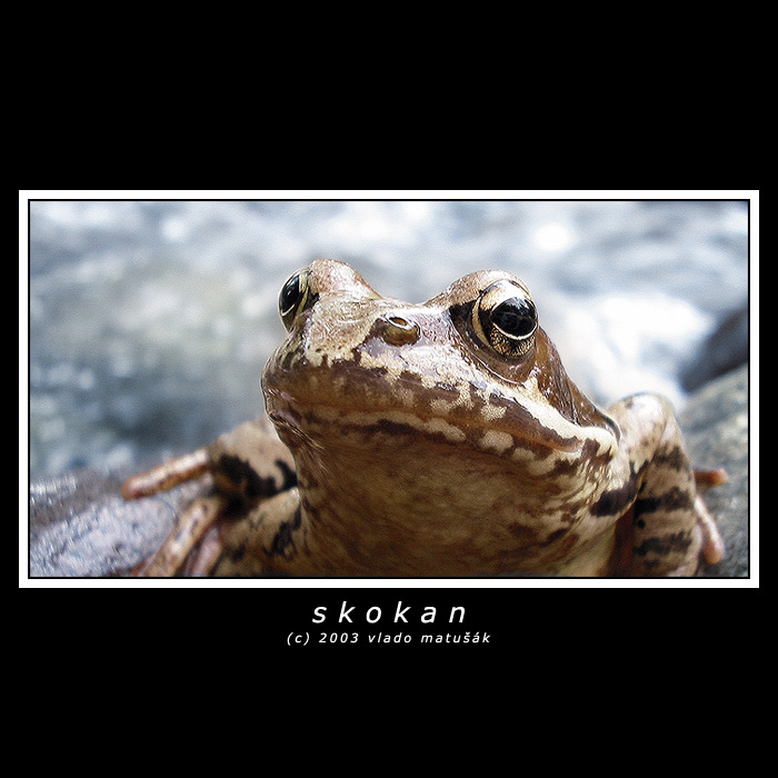 skokan