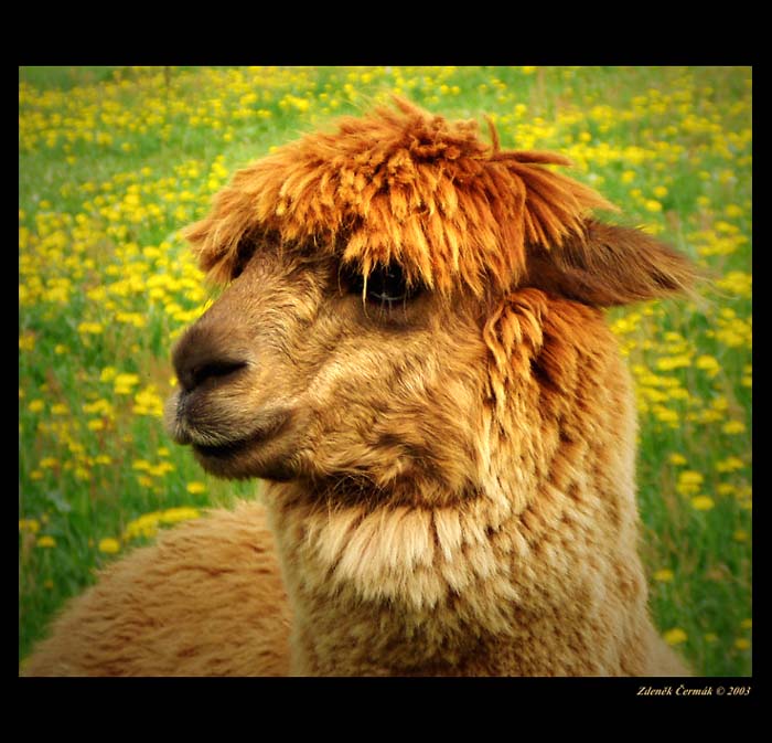 Lama alpaka