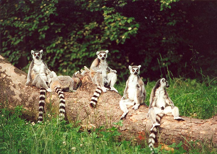 Lemur