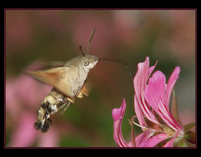 Konecne, medvidek .... ;)