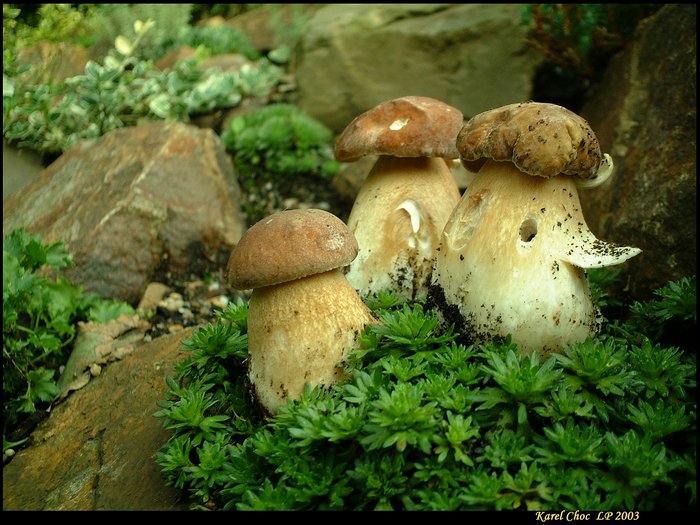 .."tři v klobouku"..