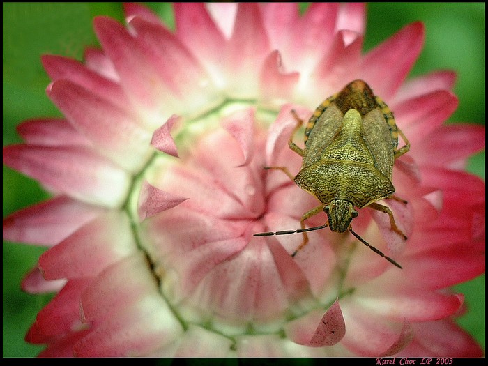<b> sedím na květu </b>