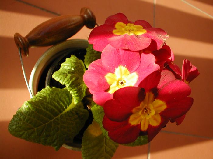 Petrklíč zahradní