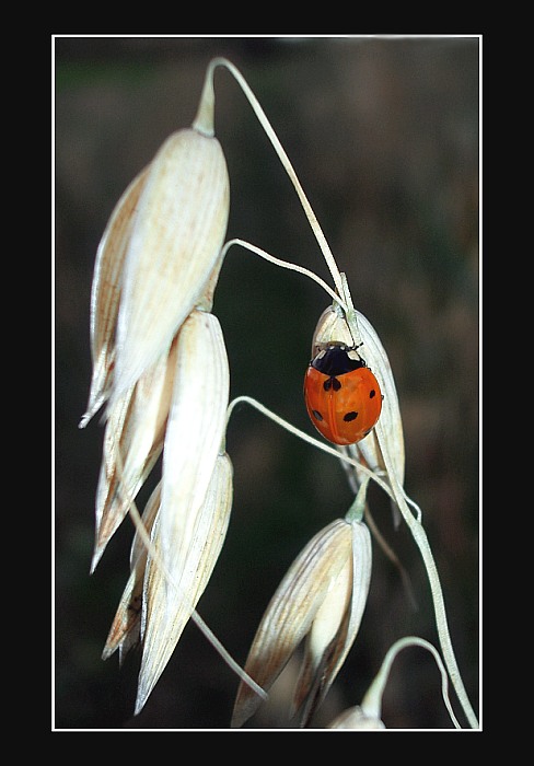 Beruška LADYBirD