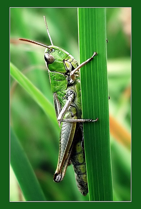 Grashopper aneb kobylka
