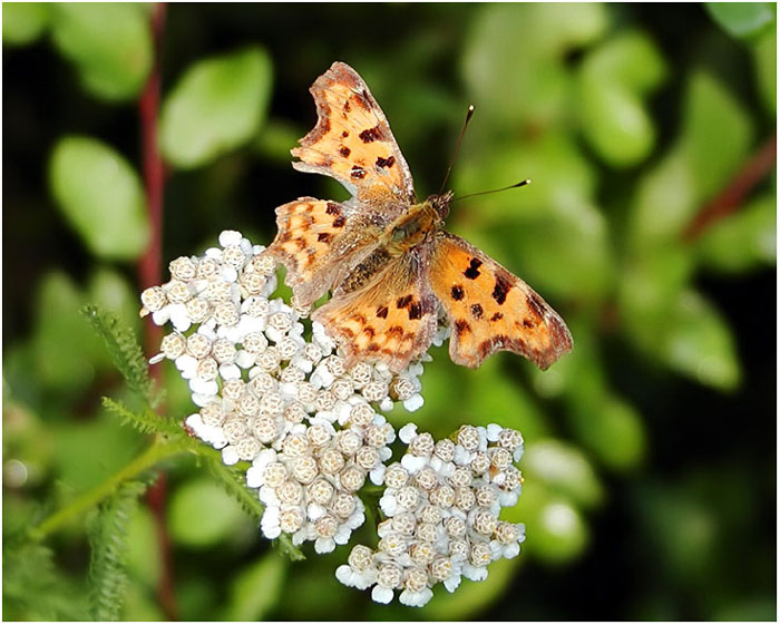 Polygonia