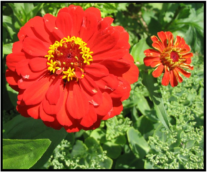 <b>Just Flowers</b>