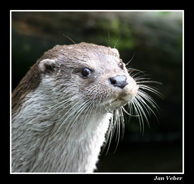 Portrét vydry
