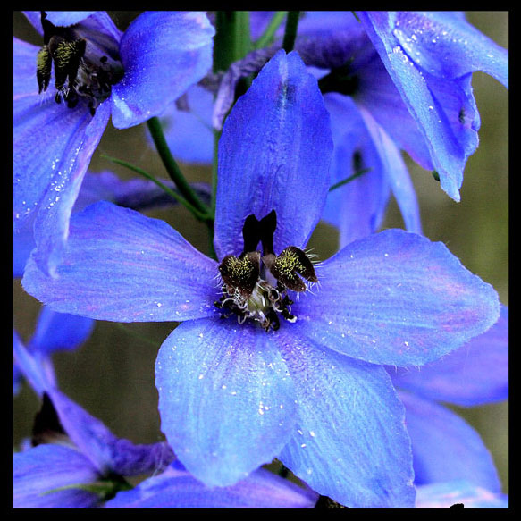 Delphinium x cultorum/stračka,ostrožka