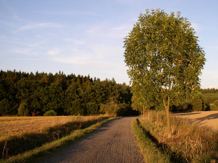 Ohlédnutí