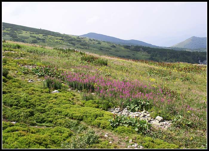 Rozkvetlá Malá Fatra