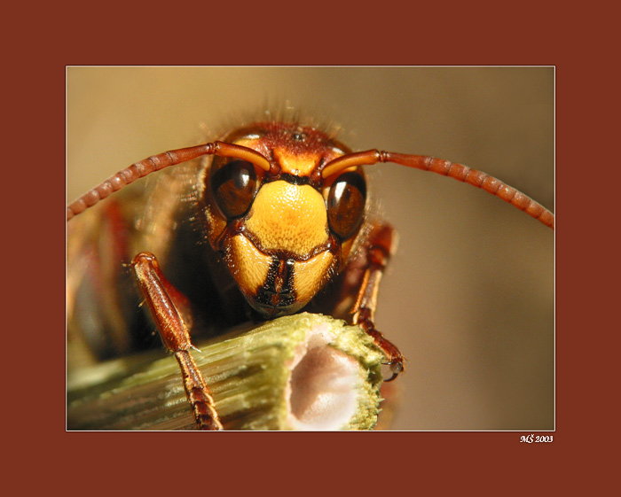 -"Hornet"-