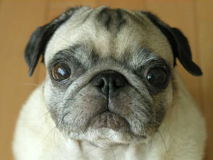 <b> Ding-Ding </b> - výraz