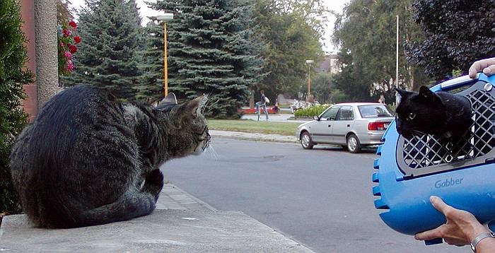 svoboda vs. klec