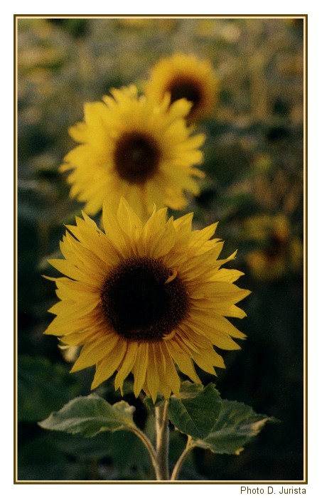 Slunečnicový semafor