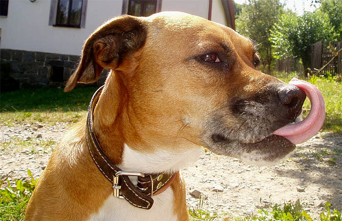 Pes