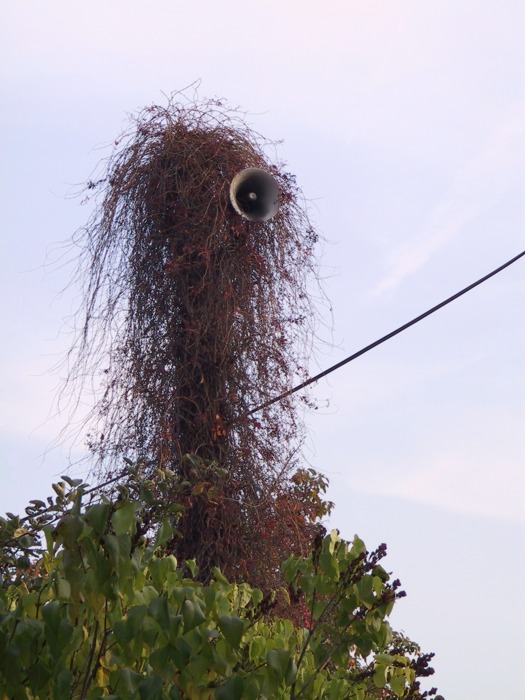 <B>Hlásný trouba</B> - OnLine