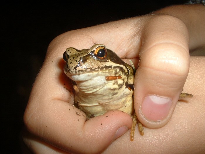 Frog