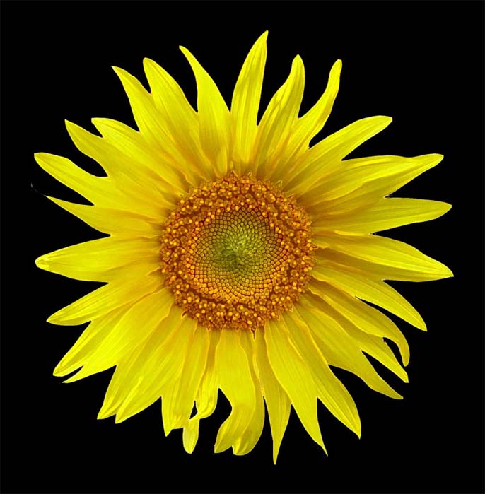 Slnecnica
