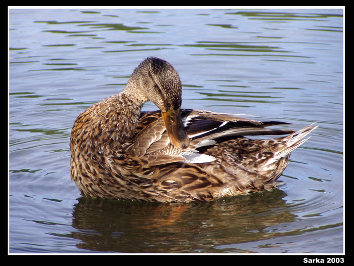 Kateřina