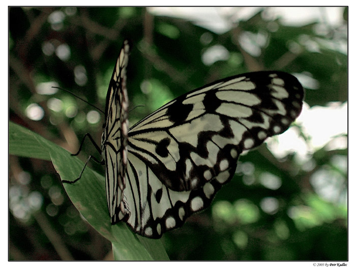 Jeste jeden motyl