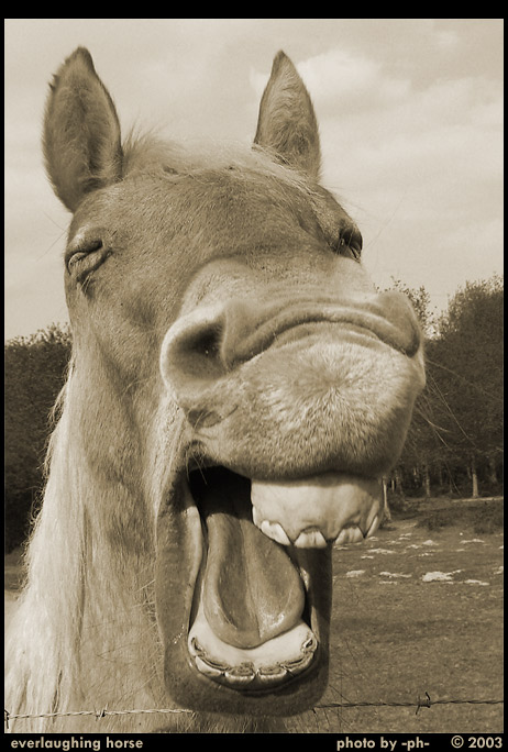 everlaughing horse
