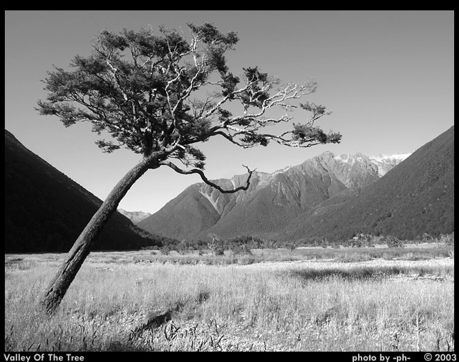 Valley Of The Tree