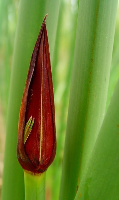 papirus