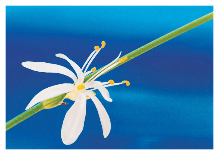 Chlorophytum comosum
