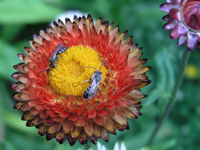 chodí pešek dokola