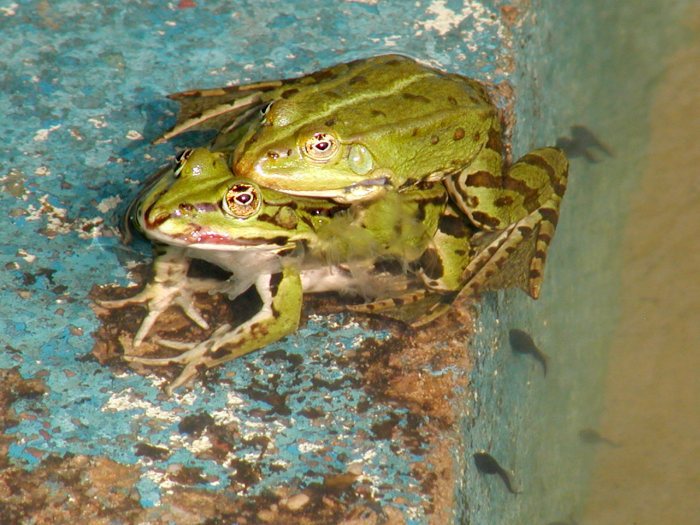 Láska v přírodě (a děti na čumendu...)