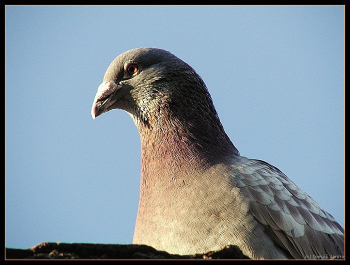 Holub při západu slunce