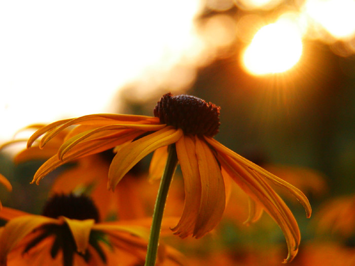 Flowersun